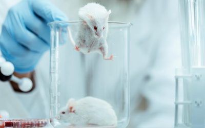 La dilución del plasma sanguíneo rejuvenece órganos y tejidos