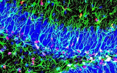 Hallado un mecanismo que promueve la creación de nuevas neuronas toda la vida