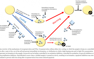 La Criopreservación Humana: Un Futuro Cercano y la Necesidad de Regulación Legal