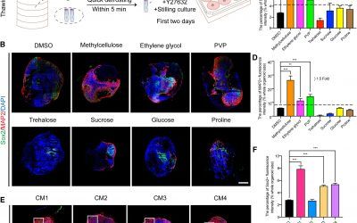 Un avance sin precedentes en la criopreservación de tejido cerebral