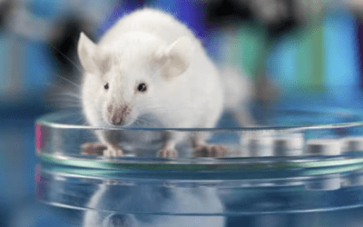 Una sencilla inyección mensual hace que los ratones vivan un 25% más y sin enfermedades