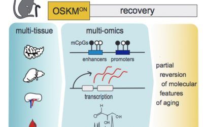 El largo y tortuoso camino del Rejuvenecimiento Inducido por la Reprogramación (RIR)
