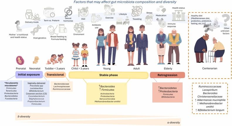La microbiota intestinal: Clave para un envejecimiento saludable