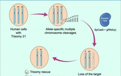 🧬✂️ CRISPR logra eliminar el cromosoma extra del síndrome de Down por primera vez 👶🔬