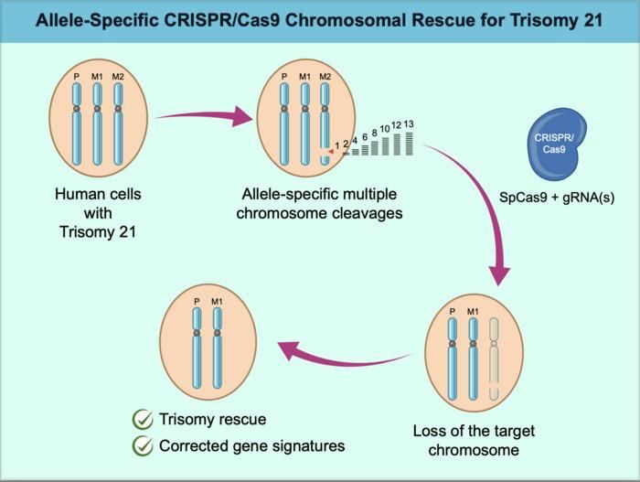 🧬✂️ CRISPR logra eliminar el cromosoma extra del síndrome de Down por primera vez 👶🔬
