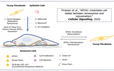 🔬 ¡La clave para revertir el envejecimiento celular podría estar en una proteína llamada AP2A1! 🔬