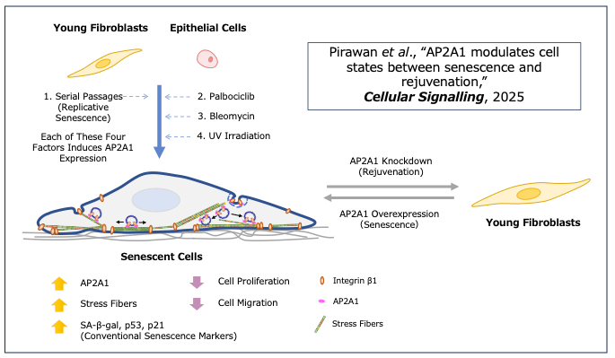 🔬 ¡La clave para revertir el envejecimiento celular podría estar en una proteína llamada AP2A1! 🔬