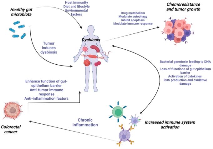 Longevidad Saludable: Innovación, Microbiota y Nuevas Terapias