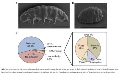 🌟 ¡La naturaleza inspira una revolución contra el cáncer! Científicos descubren cómo los “osos de agua” podrían salvar vidas 🌟
