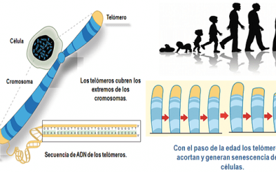 María Blasco revela cómo retrasar el envejecimiento: La clave está en los telómeros y la telomerasa